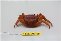 藏品(白紋方蟹)的圖片